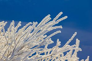 Frozen branches, Norway by Adelheid Smitt