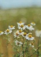 Gänseblümchen