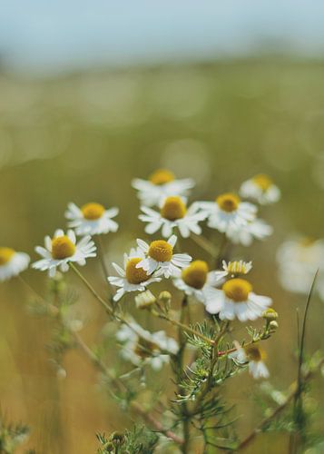 Daisy