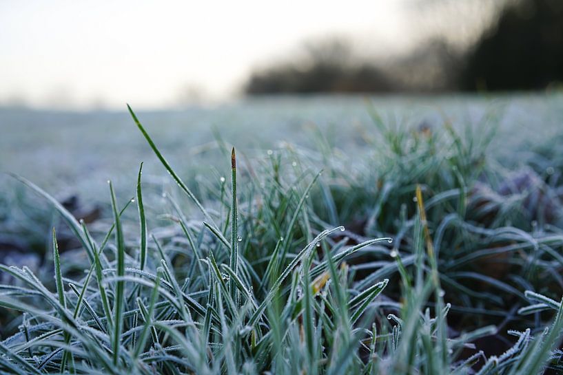 Grass in a meadow in winter by Heiko Kueverling