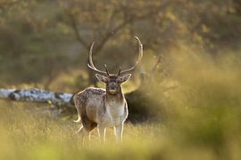 Fallow Deer by Lars Korzelius