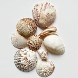 Bali shells by TYPIQE by Atelier Fauconnier