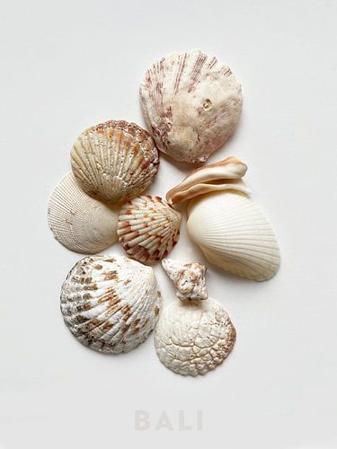 Muscheln Bali von TYPIQE by Atelier Fauconnier
