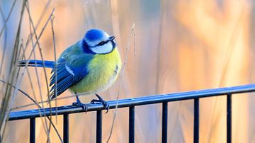 Blaumeise von Sabrina de Vries