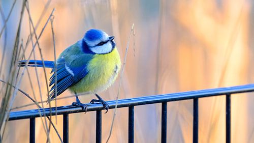 Blue tit