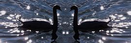 Schwanen -Liebe