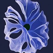 Blues & Hues Profilfoto