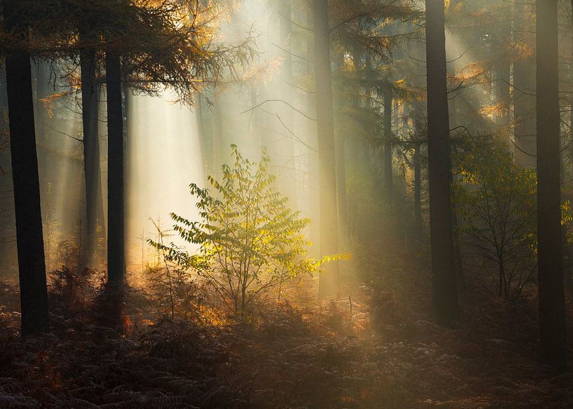 Beams of light Veluwe by Rick Kloekke