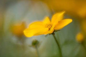 Shine van RebbelZfotografie