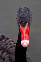 Schwarzer Schwan in Pose