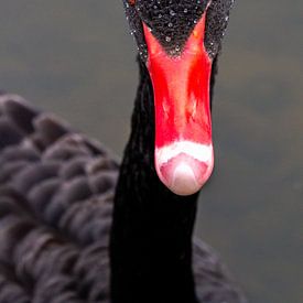 Zwarte zwaan poserend van Peter van der Horst