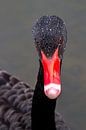 Zwarte zwaan poserend van Peter van der Horst thumbnail