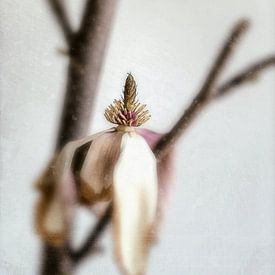 Stilleven van een uitgebloeide magnolia. van André Blom Fotografie Utrecht
