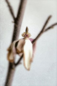 Stilleven van een uitgebloeide magnolia.