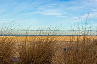 (25053) Dünengras auf dem Deich