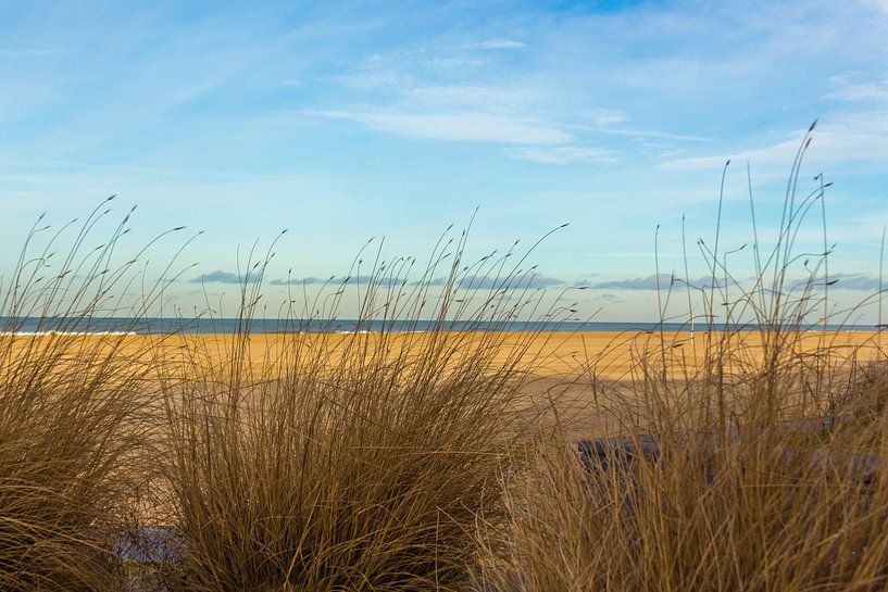 (25053) Dune grass on the dike by didier de borle