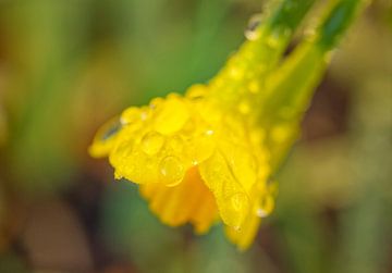 Open Yellow Daffodile with Morning Dew II