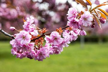 Kirschblüte von Frank Herrmann