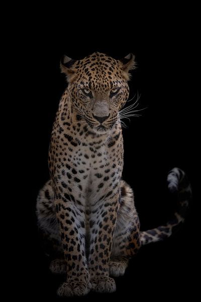 Staring Contest mit einem Panther vor einem schwarzen Hintergrund von Barbara Kempeneers