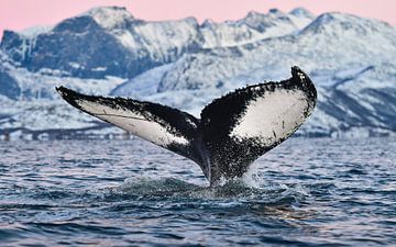 Noorwegen in de winter, prachtig!  van Koen Hoekemeijer