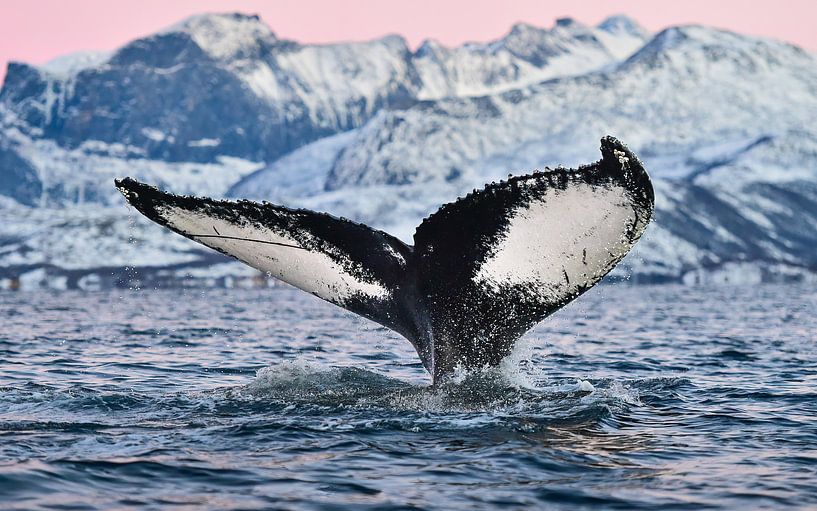 Norway in wintertime, don't you just love it!  by Koen Hoekemeijer