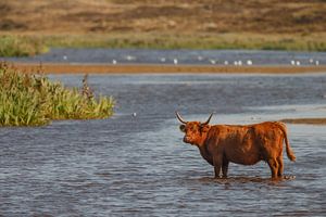 Schotse hooglander heeft het warm
