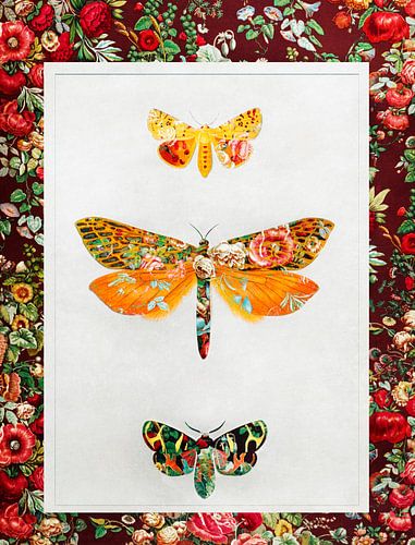 Butterflies Vintage