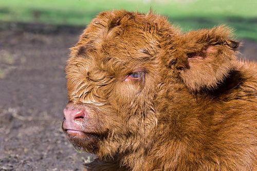 Head of newborn brown scottish highlander calf