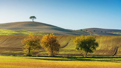 Monteroni d'Arbia, bomen langs de Via Francigena