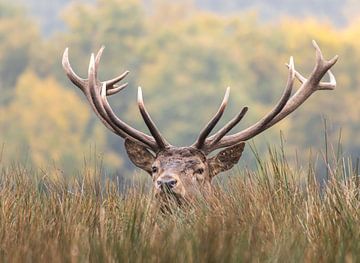Le cerf élaphe vous regarde sur Paul Veen