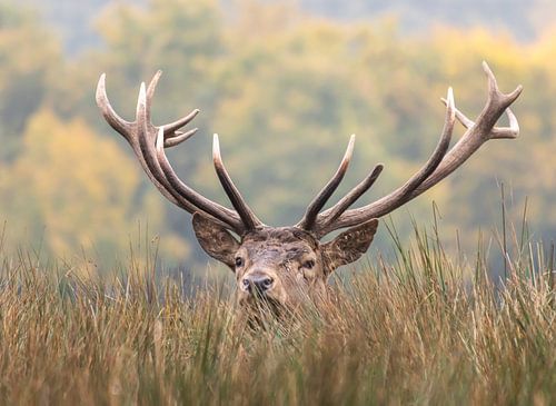 Edelhert kijkt je aan