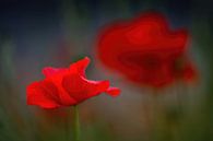Mohn vor dunklem Hintergrund von Gonnie van de Schans Miniaturansicht