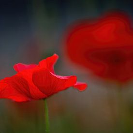 Mohn vor dunklem Hintergrund von Gonnie van de Schans