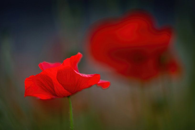 Mohn vor dunklem Hintergrund von Gonnie van de Schans