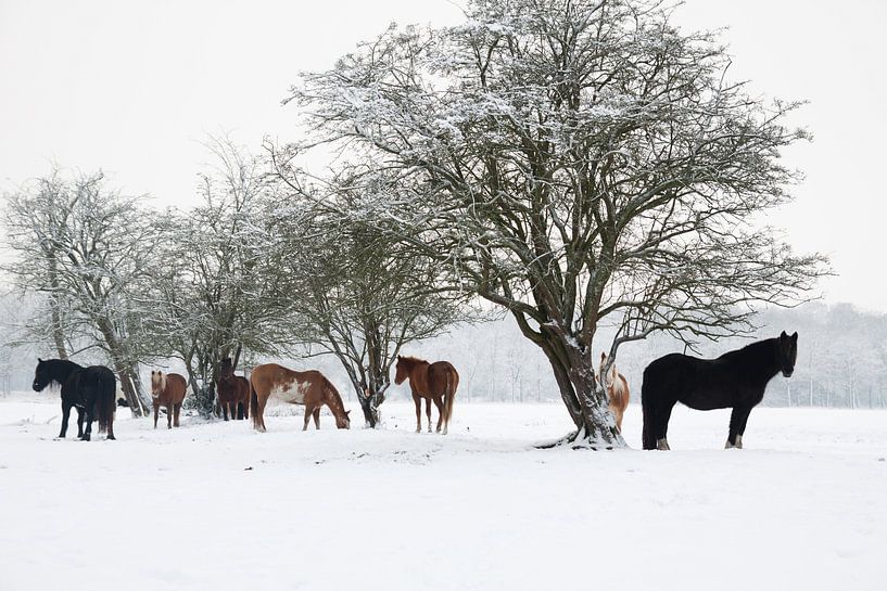 Paarden in de Sneeuw by Harld Roling