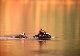 Little grebe with young sleeping by natascha verbij
