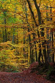 Ninglinspo 16 von Deshamer