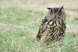 Eurasian Eagle Owl (Bubo bubo) by Ronald Pol