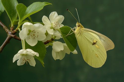 Foto van een lichtgele vlinder, rustend op witte bloesems