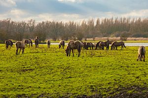 Konikpaarden 2