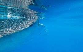 Requin-baleine en gros plan sur Lennart Verheuvel