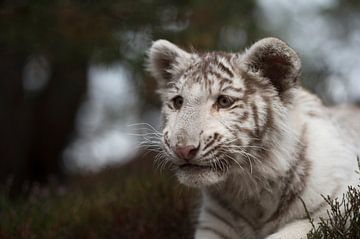 Royal Bengal Tiger ( Panthera tigris ), white morph, close-up