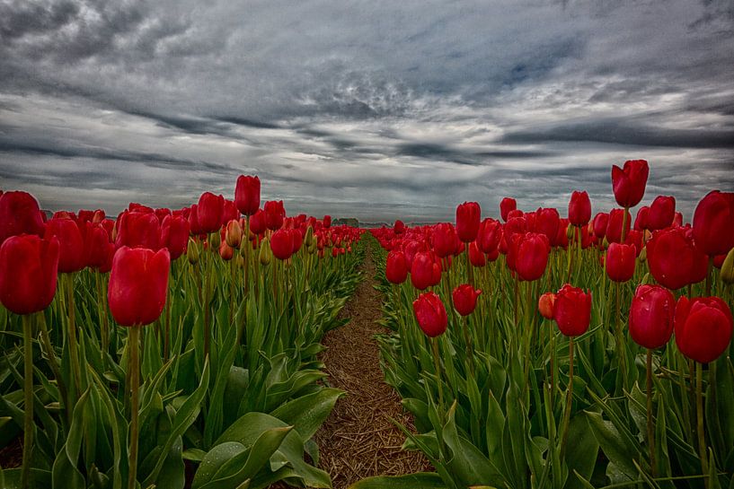Tulpenveld Sint Maartensvlotbrug by Manuel Speksnijder