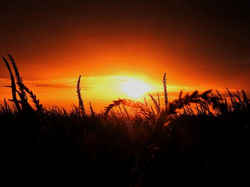Zonsondergang in het tarweveld van Marc Lehmann