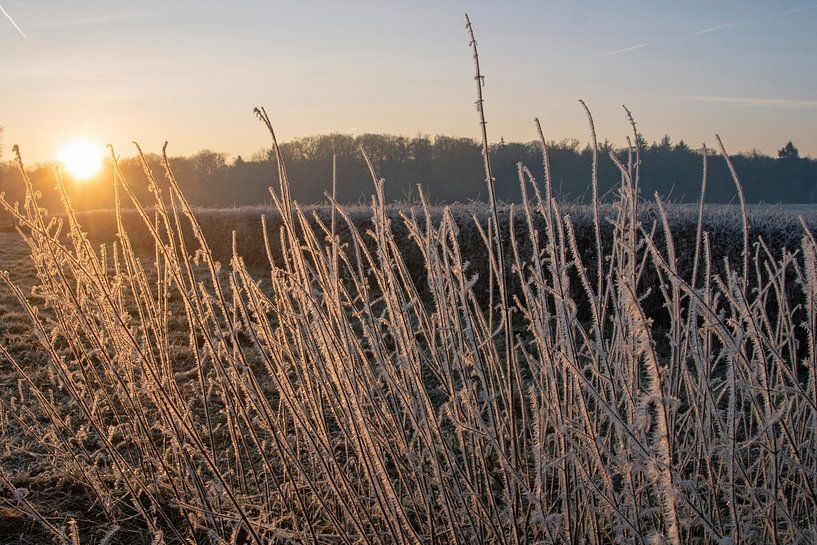 Aufgehende Morgensonne über Raureif von wil spijker