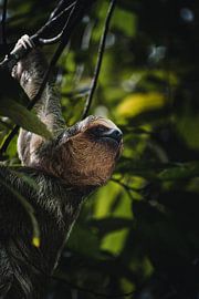 Faultiere - Das Symbol der Ruhe in Costa Ricas Nationalparks