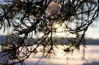 Sun through the spruce van Jasmijn Peele thumbnail