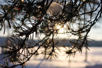 Sun through the spruce by Jasmijn Peele