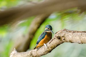 Eisvogel