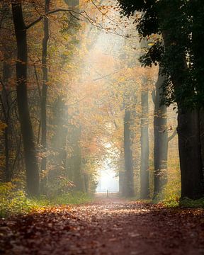 Forêt d'automne sur Thijs Friederich